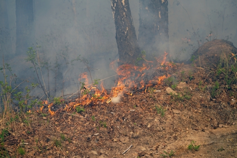 Огнеборцы продолжают тушить пожар в Олекминском районе Якутии