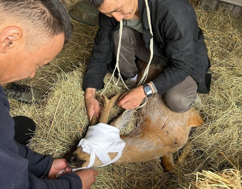 Ветеринары оказали помощь косуле в Вилюйском районе