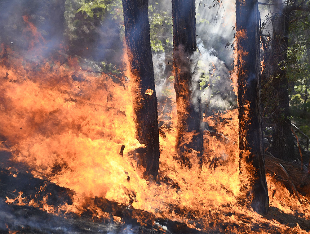Шесть лесных пожаров зарегистрировали на территории Якутии