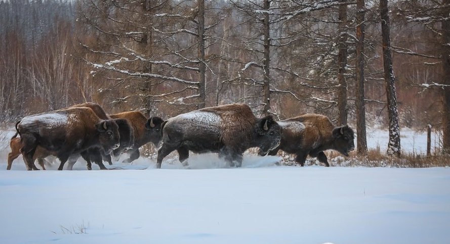 12 бизонов завезут в Нижнеколымский район Якутии