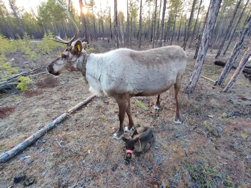 Стадо оленей, спасенных из Нелькана, пополнилось новорожденными в Якутии