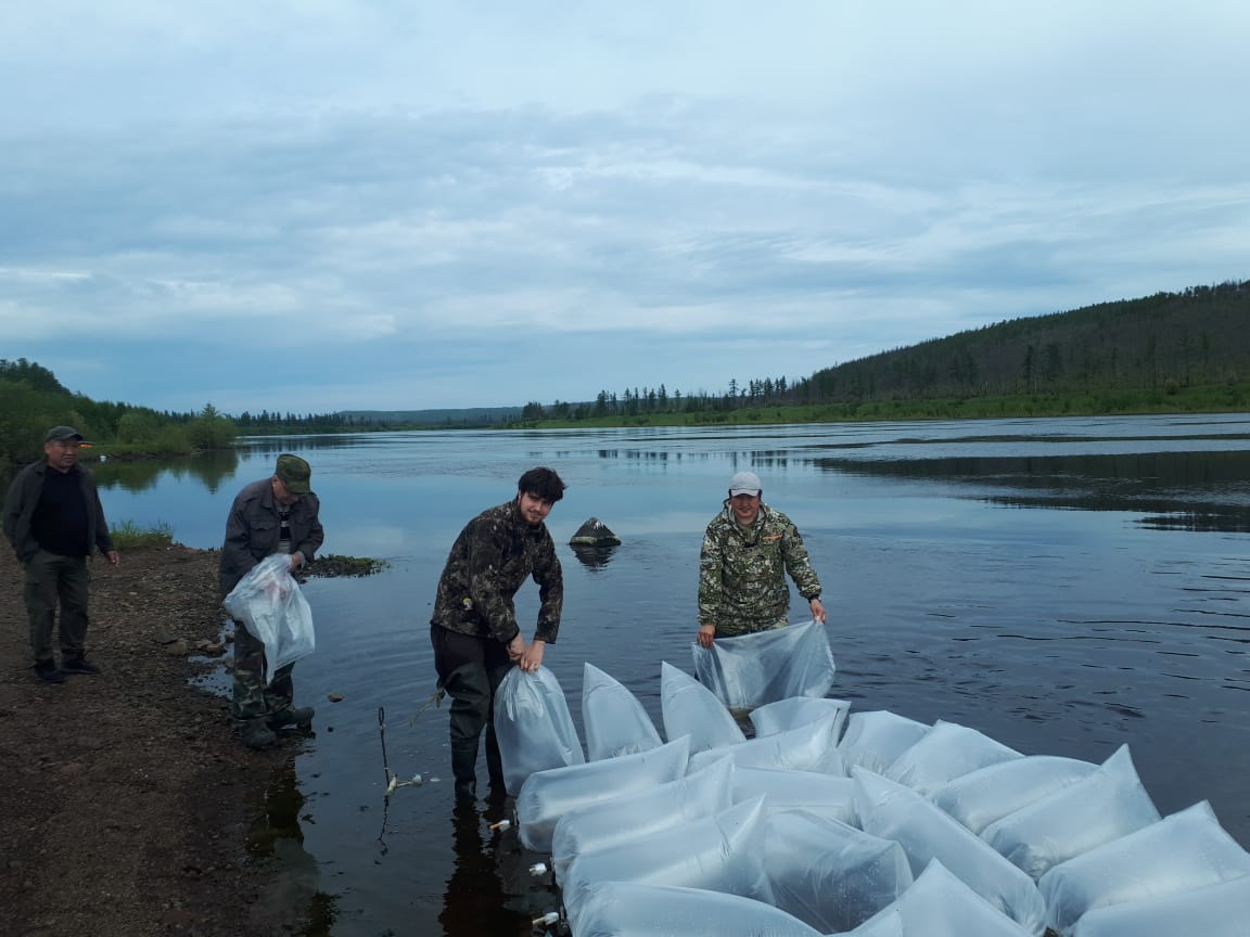 2,5 млн личинок пеляди выпустили в Светлинское водохранилище в Якутии