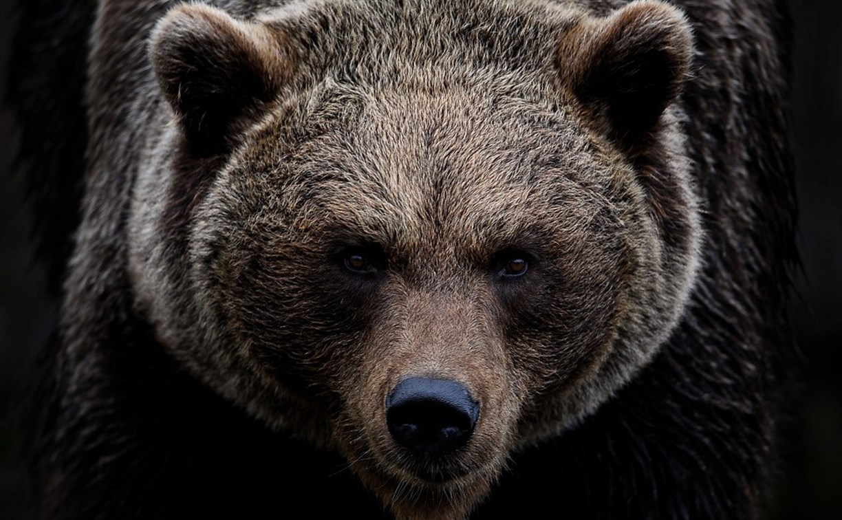 Медведя заметили в поселке Хандыга в Томпонском районе Якутии