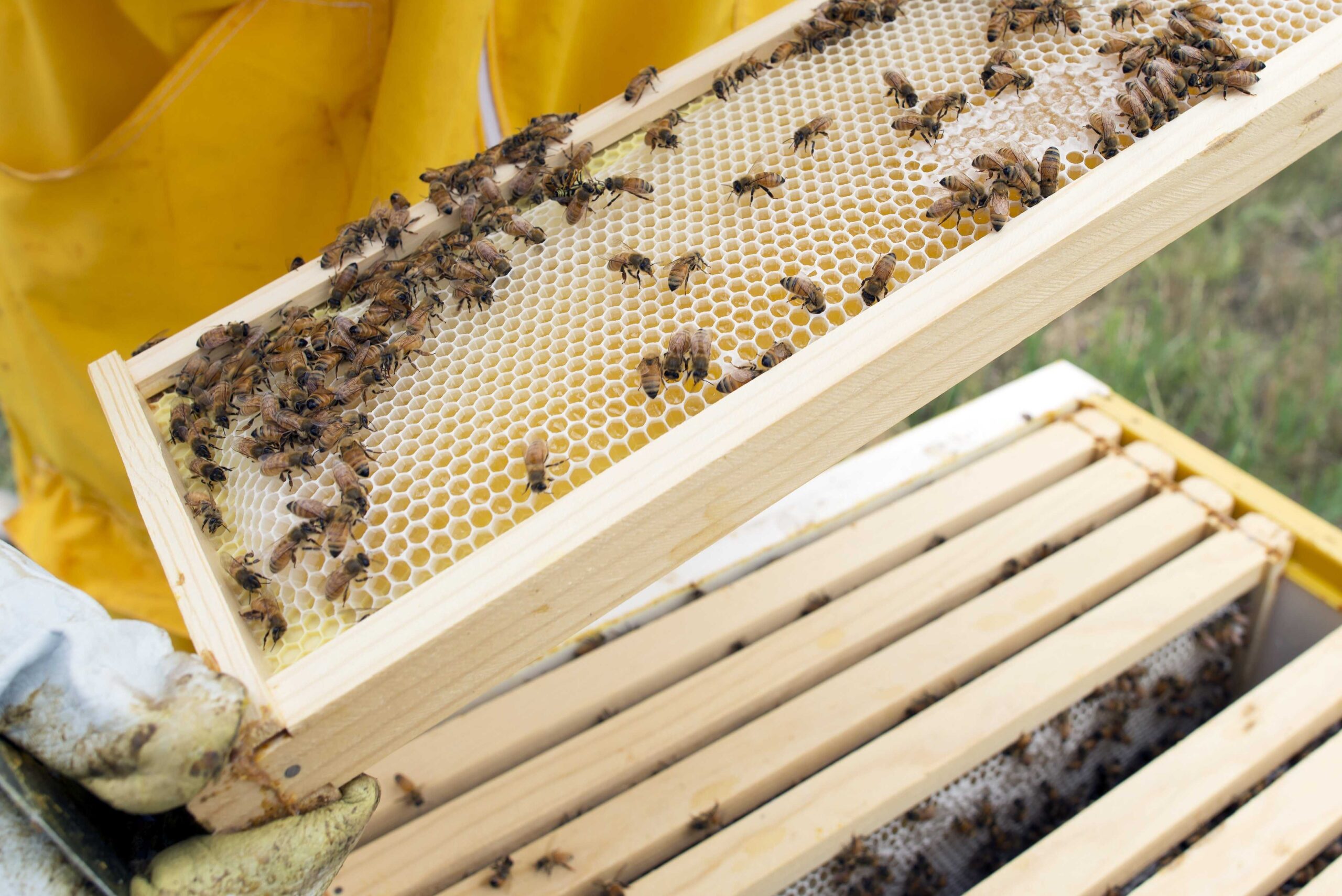 Первый пчелопитомник планируют создать в Якутии