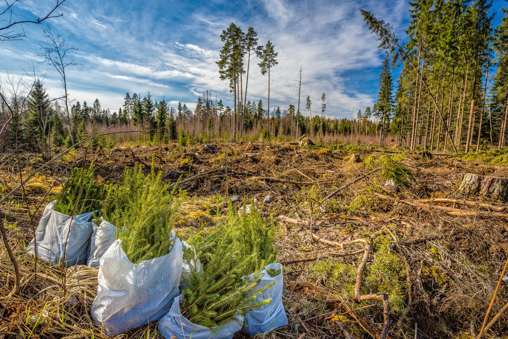 Лесовосстановление проведут на 180 тысячах гектаров в Якутии в 2023 году