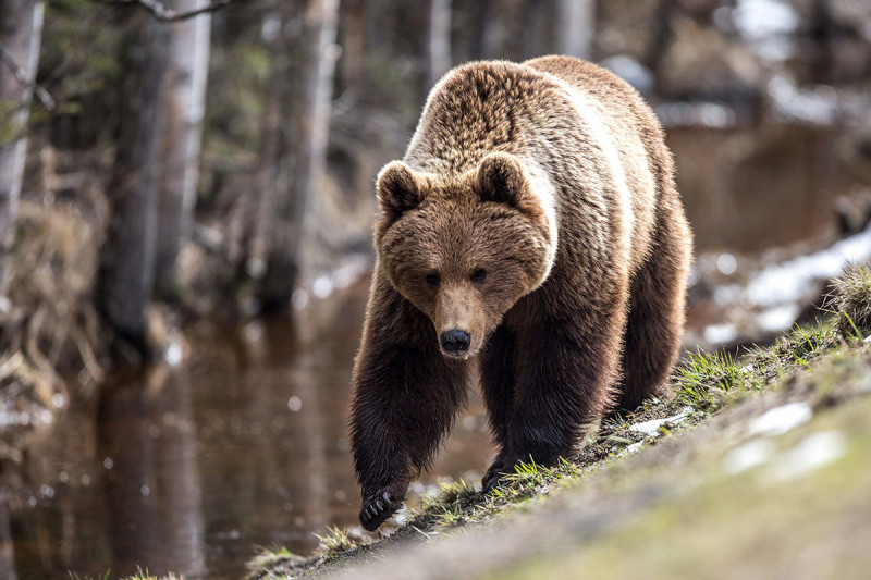 Медведя заметили на территории детского лагеря в Алданском районе Якутии