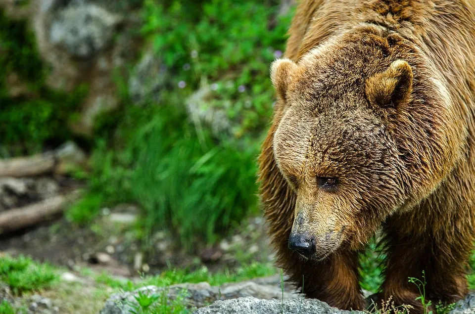 Жителям села Кескил Томпонского района Якутии угрожает медведь