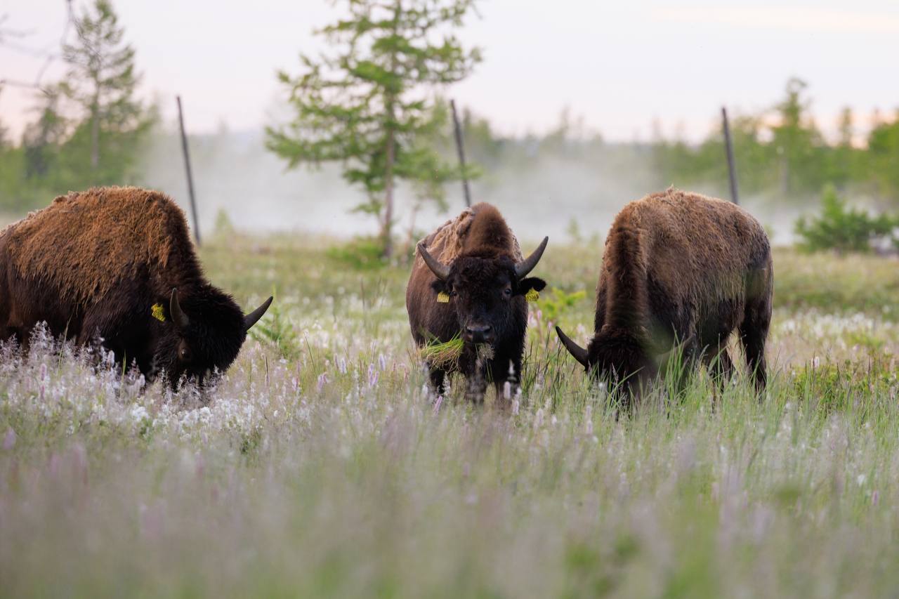 12 степных бизонов отправили из Якутии в природный парк ЯНАО