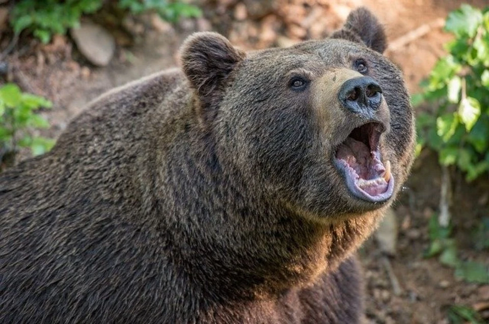 Медведица напала на жительницу Хангаласского района Якутии
