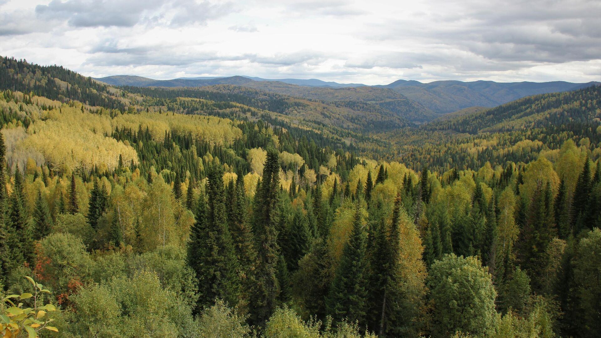 Обновленный государственный лесной реестр появится в России