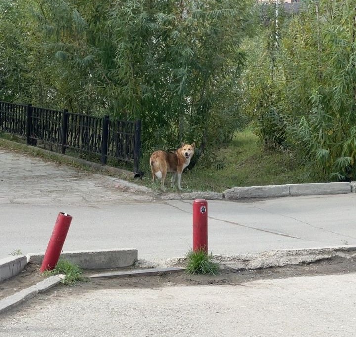 Более полутора тысяч безнадзорных собак отловили в 2023 году в Якутске
