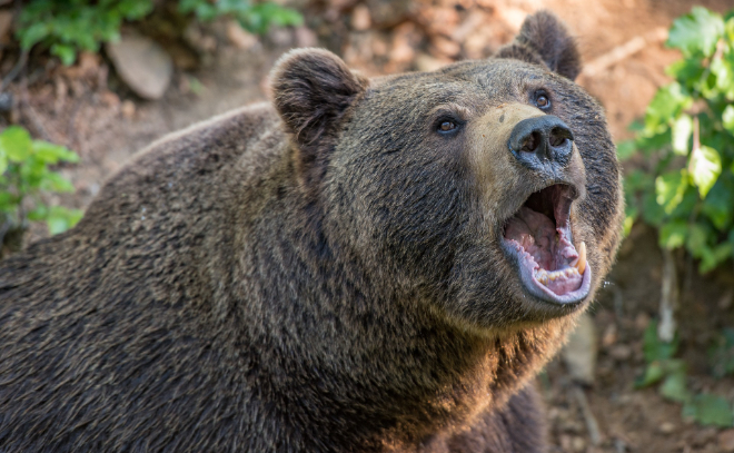 Медведь напал на женщину в Горном районе Якутии