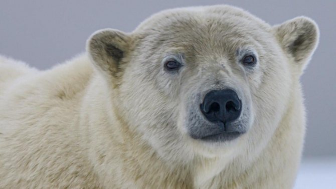 Белого медведя заметили в 40-45 км от села Походск в Якутии