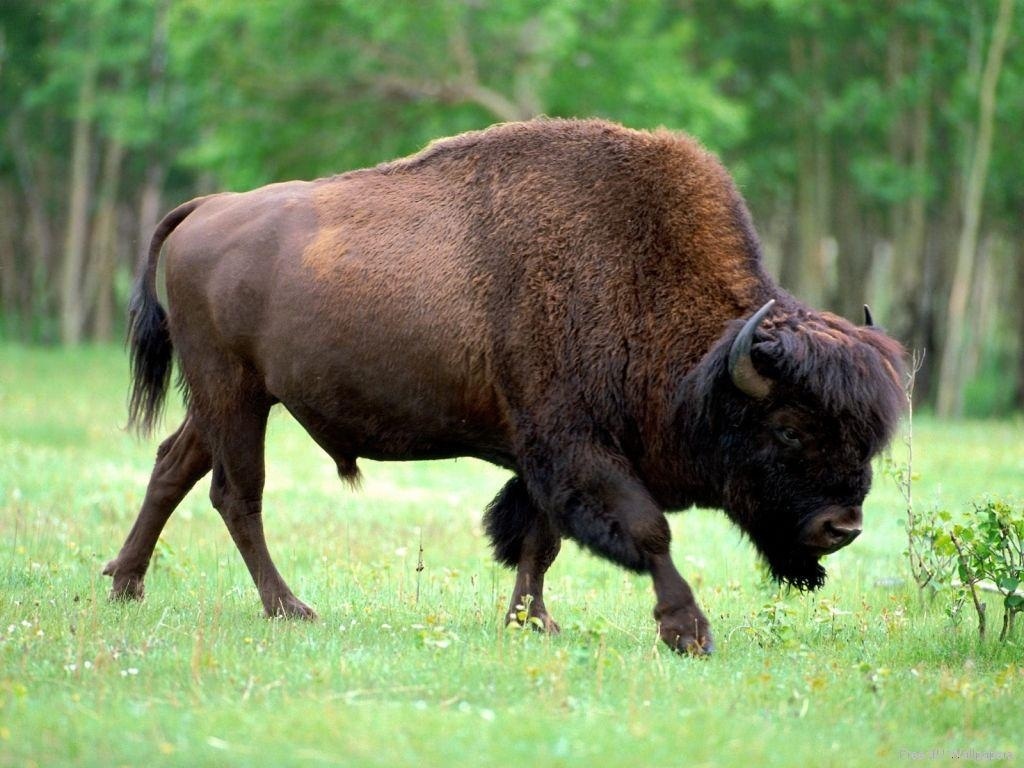 Более десяти бизонов завезли из Венгрии в якутский заказник «Плейстоценовый парк»