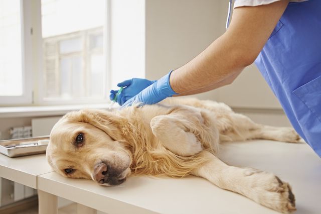 Шесть эпизоотических очагов по бруцеллезу собак установили в Нюрбинском районе Якутии