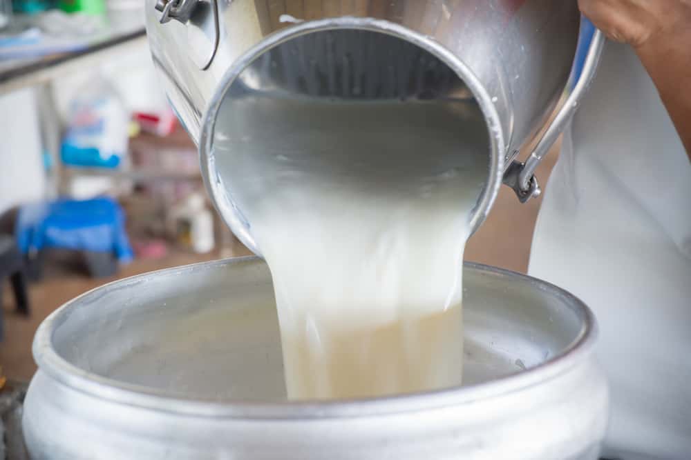 Более 40,5 тысяч тонн молока заготовлено в Якутии