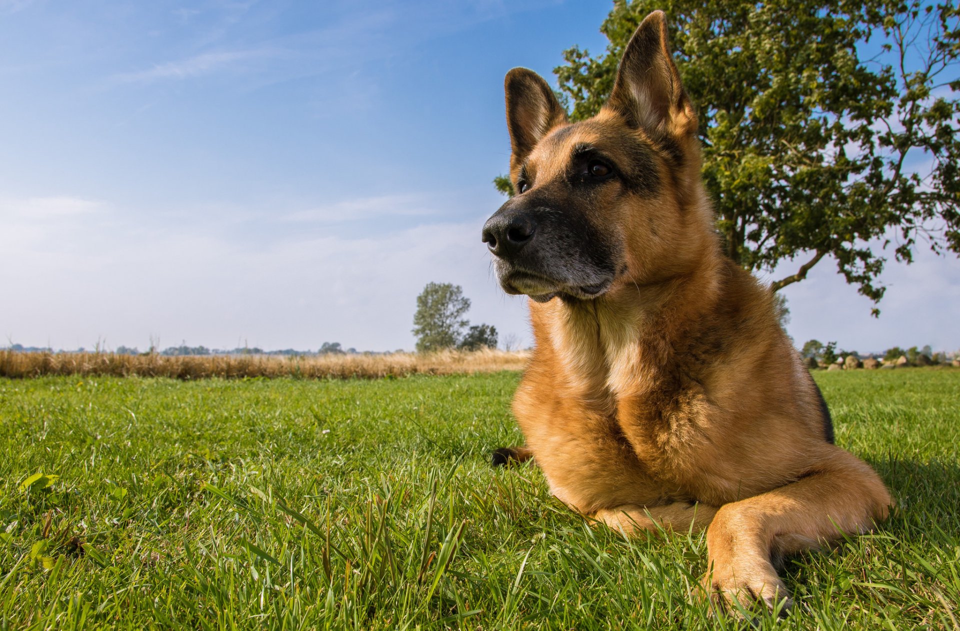 Пять эпизоотических очагов по бруцеллезу собак закрыли в Нюрбинском районе Якутии