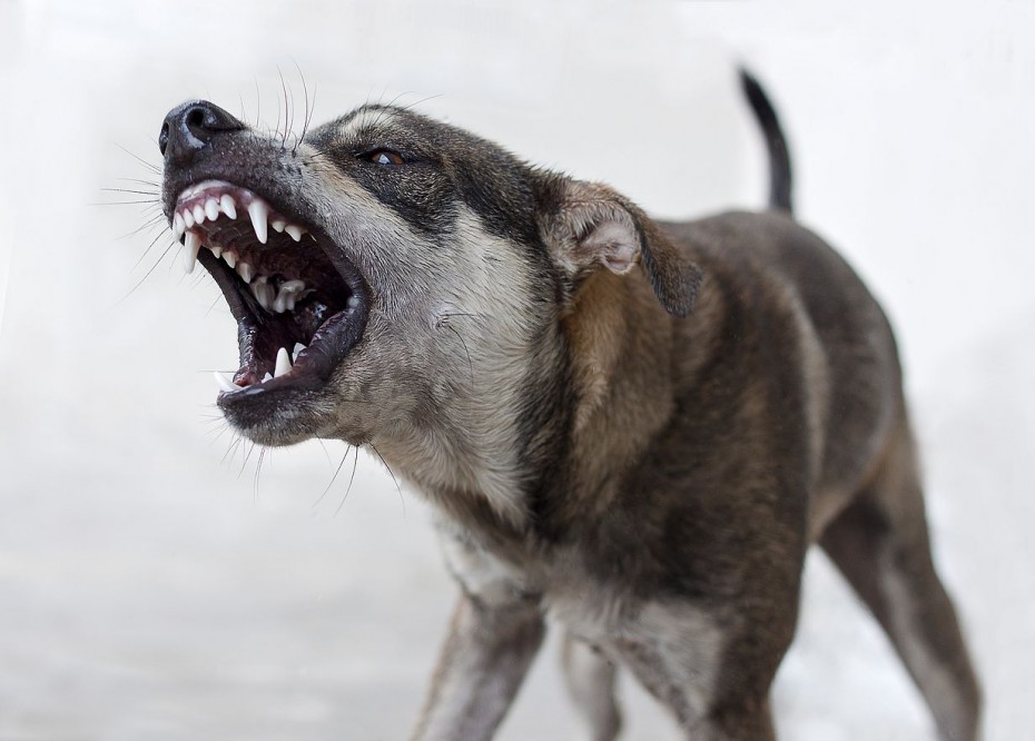 Администрация Ленска заплатит штраф за нападение бродячей собаки на ребенка