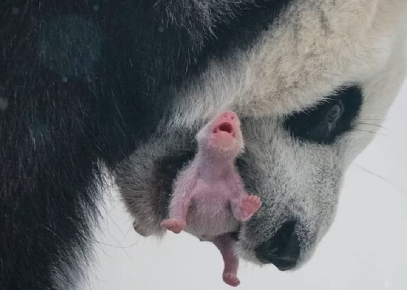 Первый в истории России детеныш большой панды родился в Москве