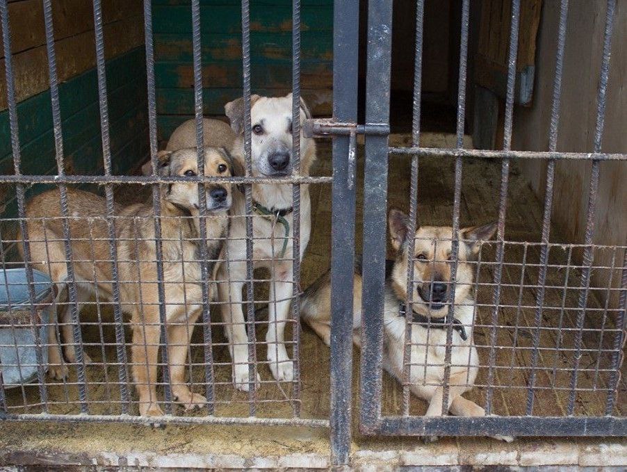 Более 30 безнадзорных собак отловили в Якутске за неделю