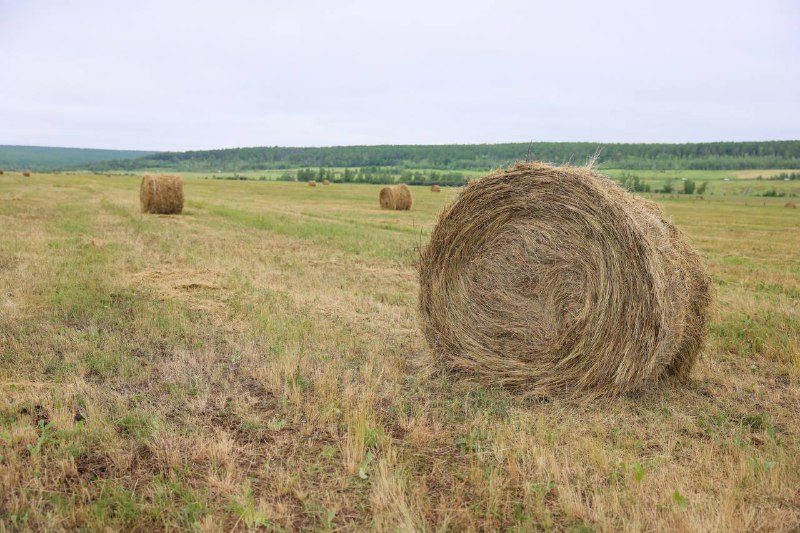 Порядка 444 тысяч тонн сена заготовили в Якутии