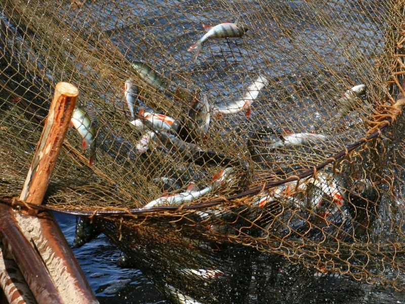 Использование сетных орудий добычи при любительском рыболовстве запретят в Якутске