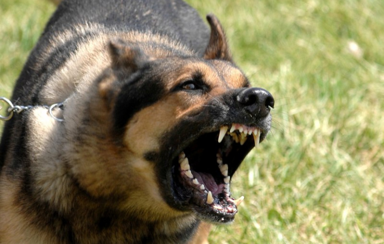 Двух владельцев животных оштрафовали за укусы собак в Якутии