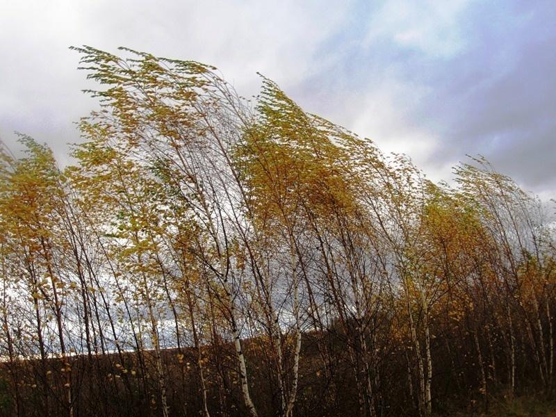 Порывистый ветер прогнозируют в трех районах Якутии 25 сентября