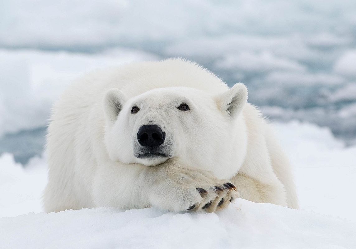 Искусственный интеллект впервые применили для оценки численности белых медведей в Якутии