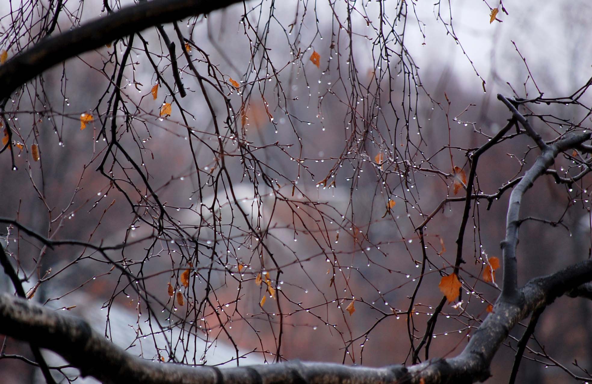 Синоптики прогнозируют мокрый снег и дождь в Якутске 4 октября