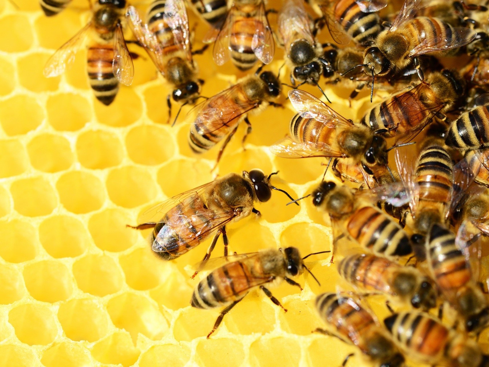 250 пчелосемей и 500 кг меда: пасечники подвели итоги сезона в рамках якутского проекта