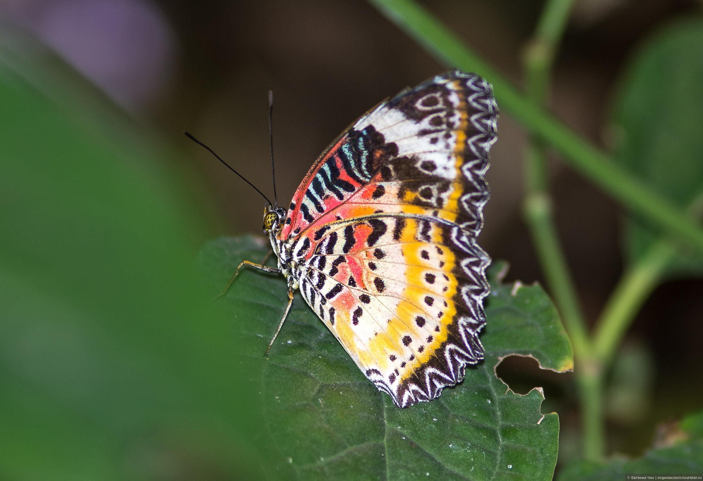 Российские ученые обнаружили новый вид бабочек в Индонезии