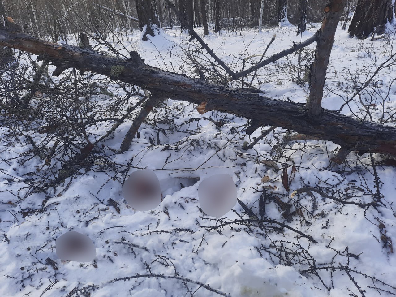 Проверку организовали по факту гибели мужчины при валке леса в Якутии