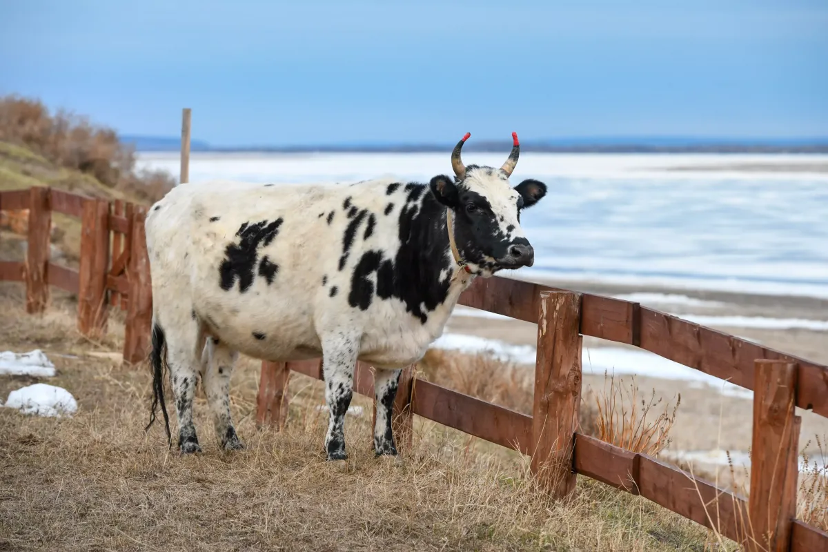 Специалисты ветлаборатории проводят исследования на лейкоз скота Нерюнгринского района