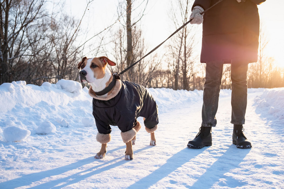 Рейды контроля соблюдения правил содержания собак продолжаются в Якутии
