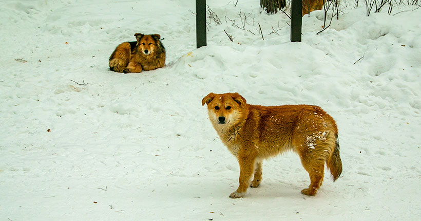 Более 600 тысяч рублей штрафов выписали владельцам собак в Якутии в 2023 году