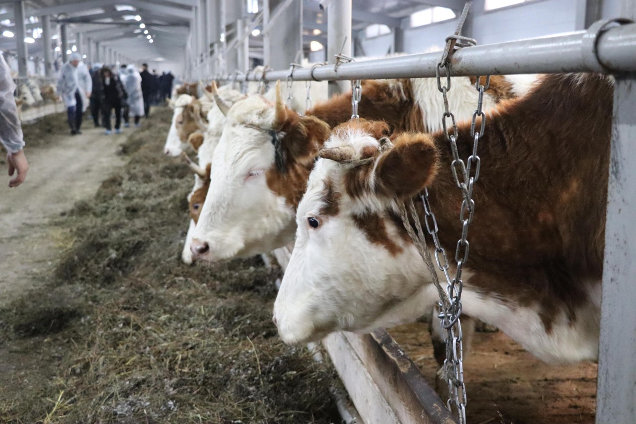 Три животноводческих комплекса введут в 2024 году в Якутии