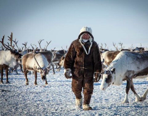 Якутия вернулась в тройку лидеров страны по численности поголовья оленей