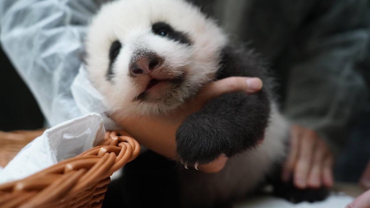 Более 100 тыс человек уже выбрали имя для панды из Московского зоопарка