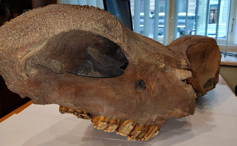 Таможня России пресекла вывоз отправленного из Якутии черепа древнего животного