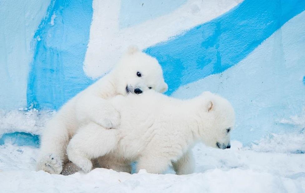 Двойня родилась у белых медведей в зоопарке «Орто-Дойду» в Якутии