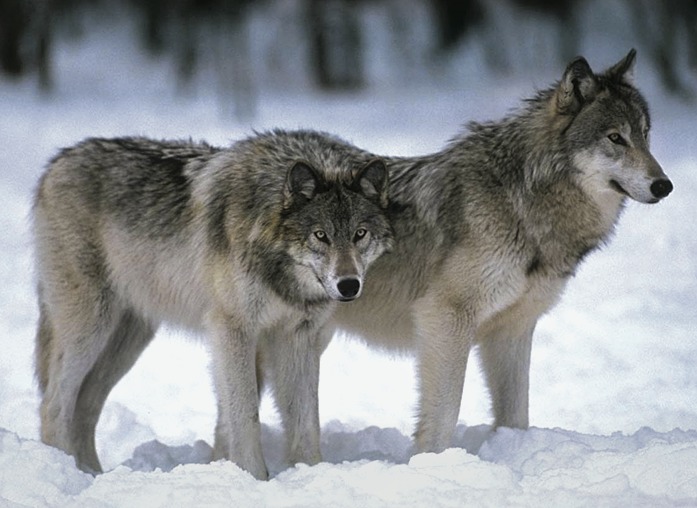 Высокая численность волков сохраняется в горно-таежной части Якутии