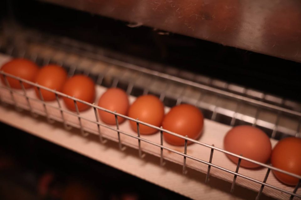 Обеспеченность яйцами местного производства возросла на 10% в Якутии