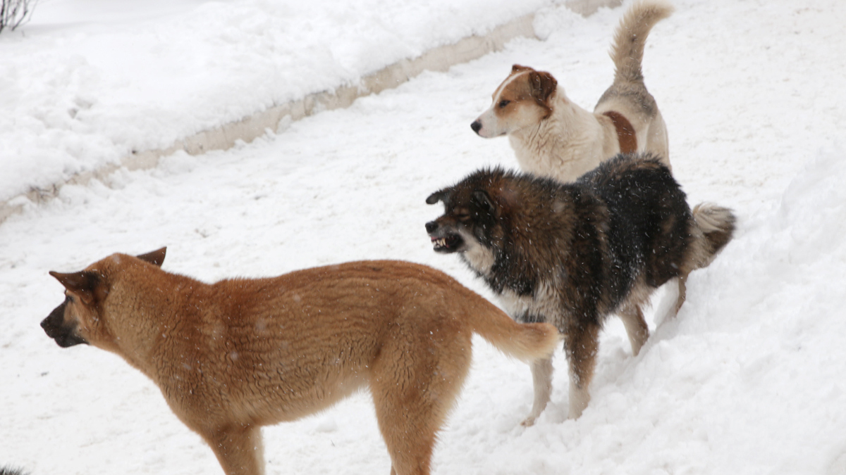 Порядка 50 безнадзорных собак отловили в Якутске за неделю