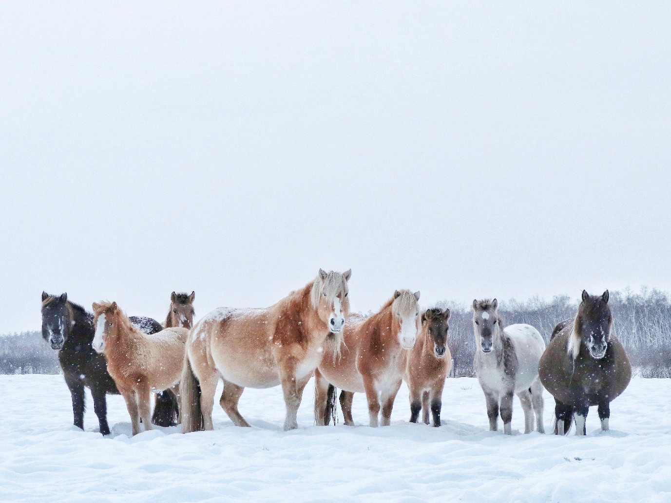 Поголовье табунных лошадей составило 182 тысячи в Якутии в 2023 году