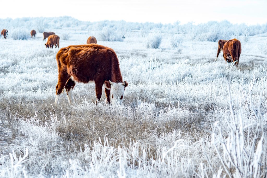 Зимовка скота и лошадей в Якутии проходит стабильно