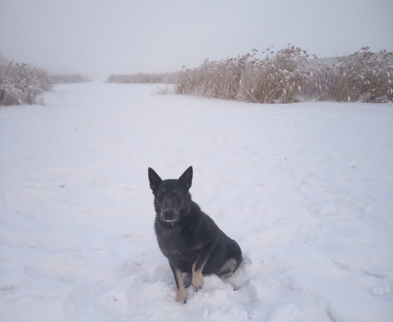 Служебная собака Фараон помогла полицейским найти подозреваемого в Якутске