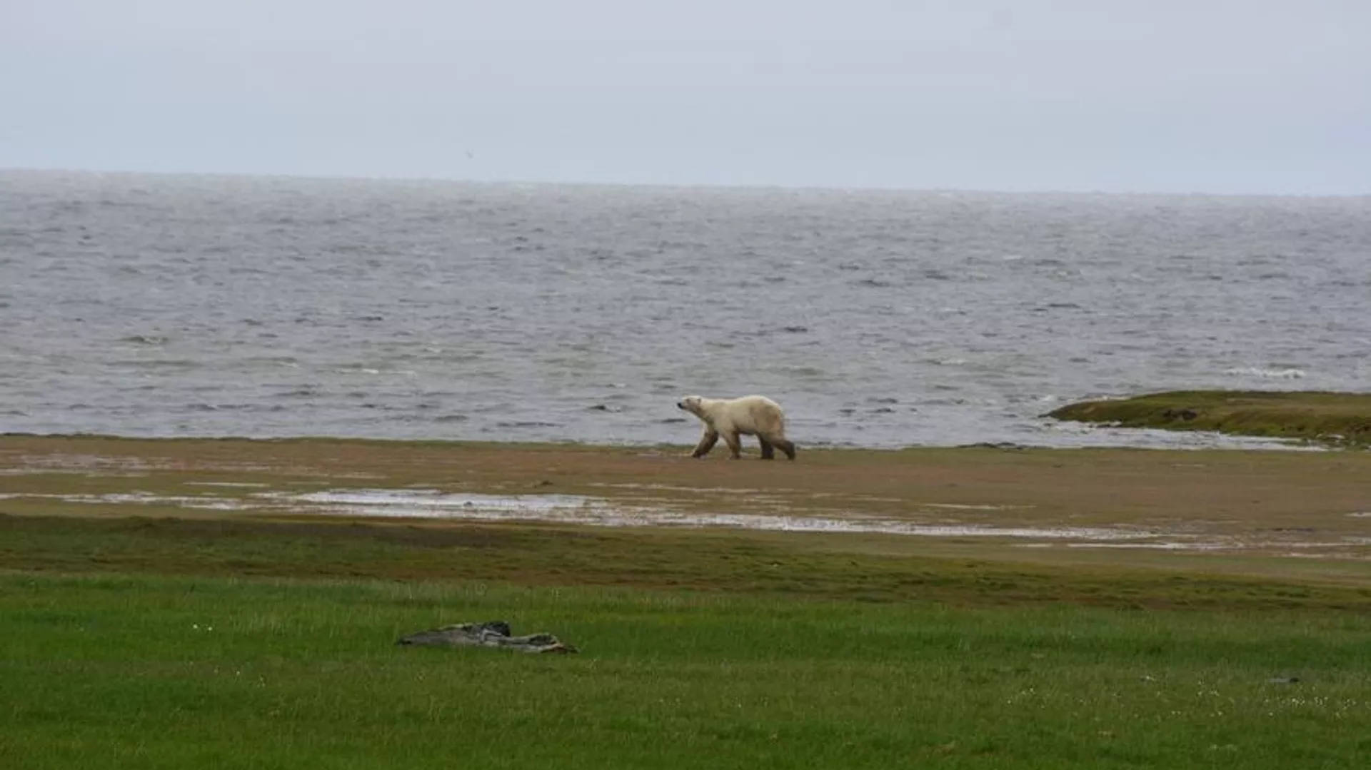 Нейросеть насчитала более 150 белых медведей в якутском заповеднике
