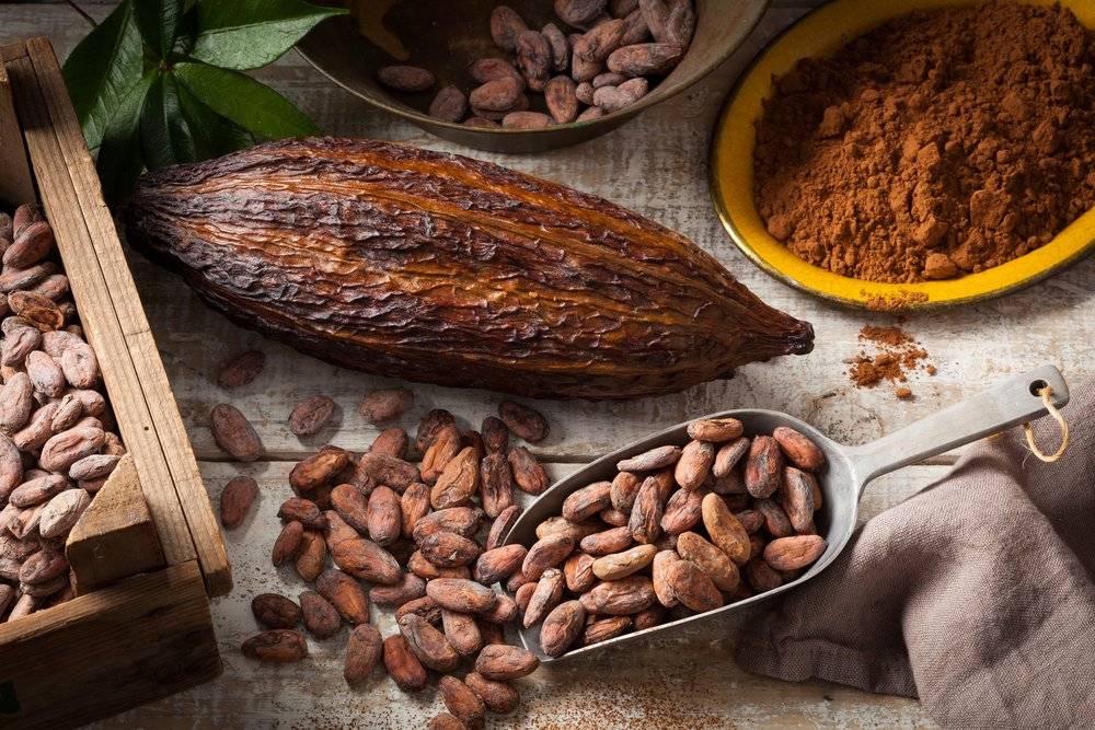 Россия может начать выращивание какао-бобов