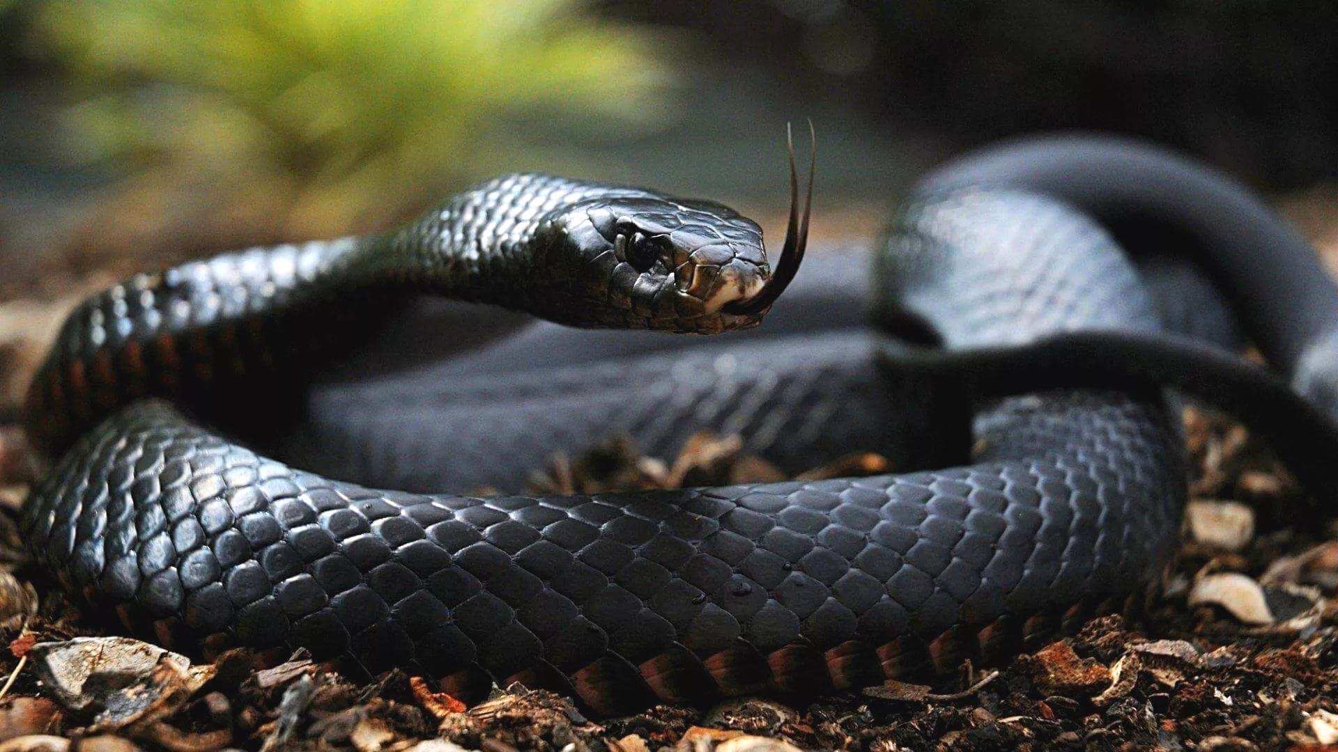 Ученые приблизились к созданию универсального противоядия от укусов змей